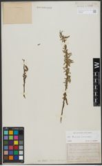 Foto von Salix triandra L. x Salix viminalis L.